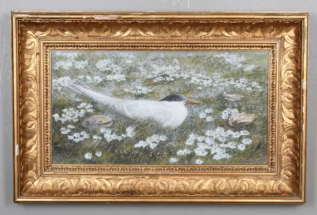 ELIS BARKSTEDT. Akvarell, Ruvande silvertärna, signerad och daterad 1917.