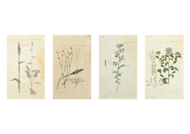 Flora Danica. Four hand-colored copperplate engravings (4)