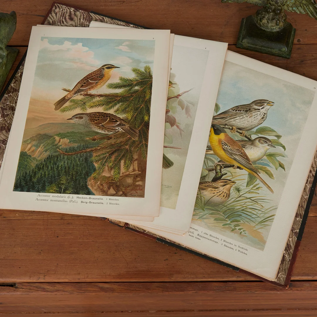 KROMLITOGRAFIER, Vögel Mitteleuropas, 34 st. — Books — Crafoord Auktioner Stockholm