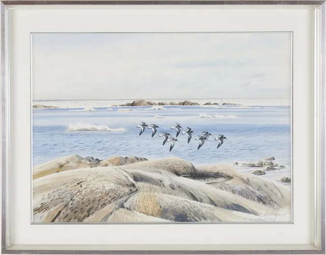 LARS HOLM (FÖDD 1956). Sträckande strandskator, akvarell.