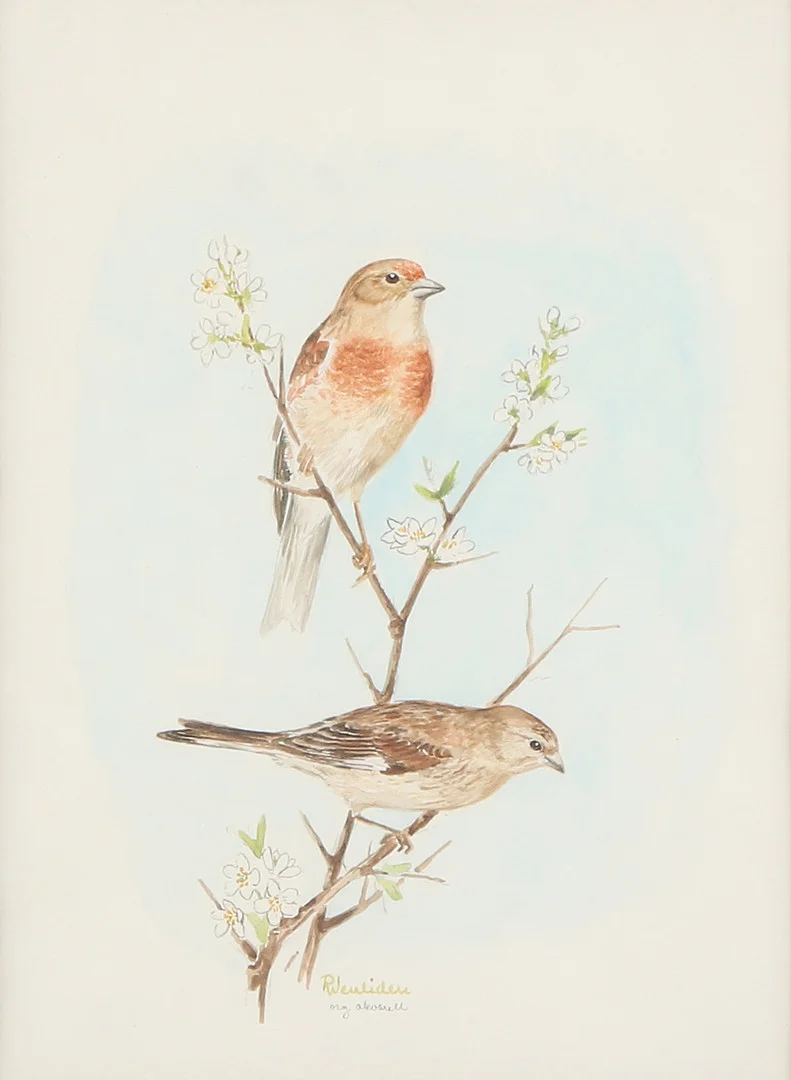 RUNE WENLIDEN. Akvarell. Småfåglar. Signerad. — Paintings — Skånes Auktionsverk