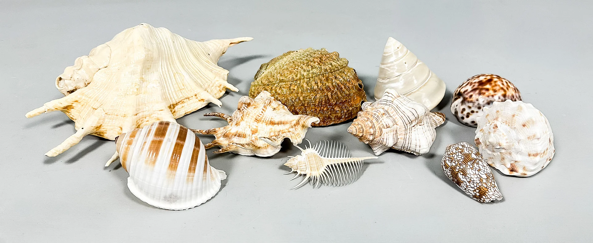 SNÄCKOR, Parti, 10 st. — Other collectables — Auktionshuset STO Bohuslän