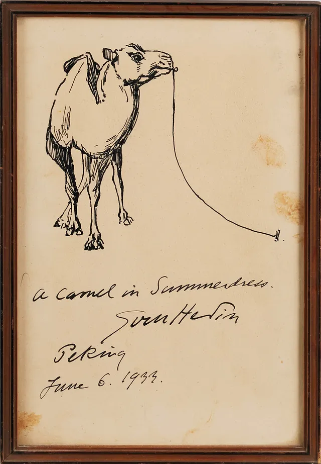 SVEN HEDIN. Kamel, Peking, signerad och daterad 1933, tusch.
