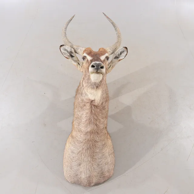 JAKTTROFÉ, water buck.