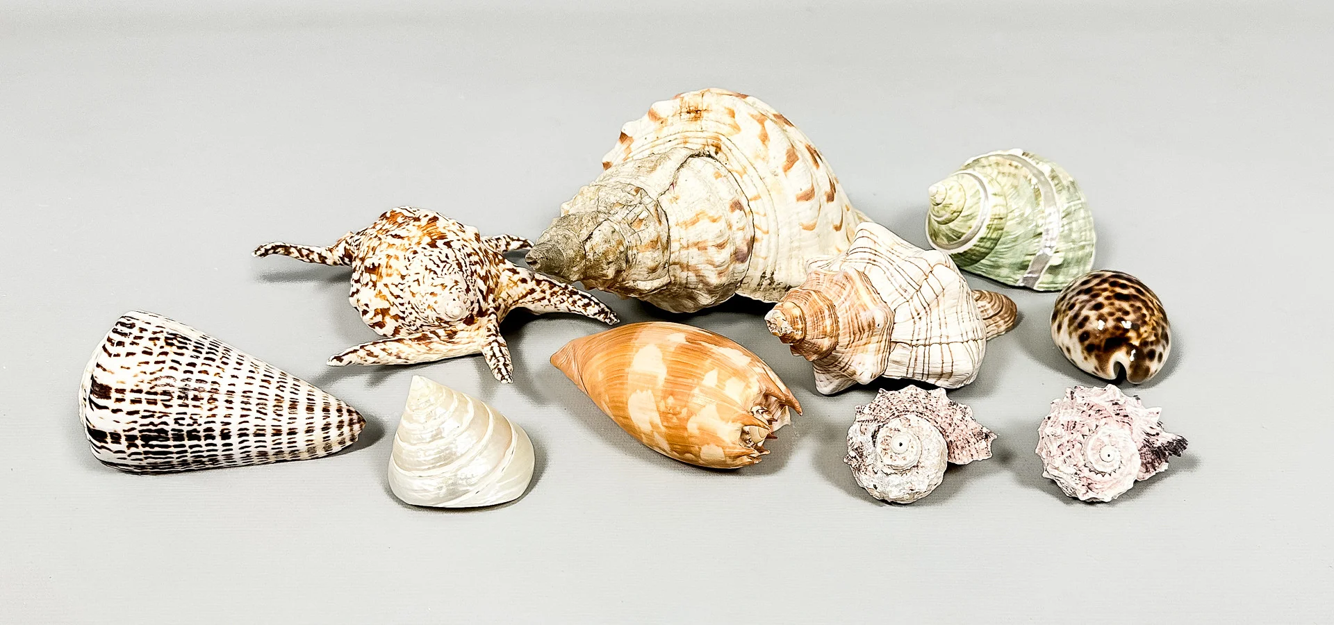 SNÄCKOR, Parti, 10 st. — Other collectables — Auktionshuset STO Bohuslän