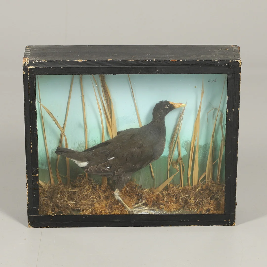 TAXIDERMY - CASED COOT. — Miscellaneous — Lawrences Auctioneers