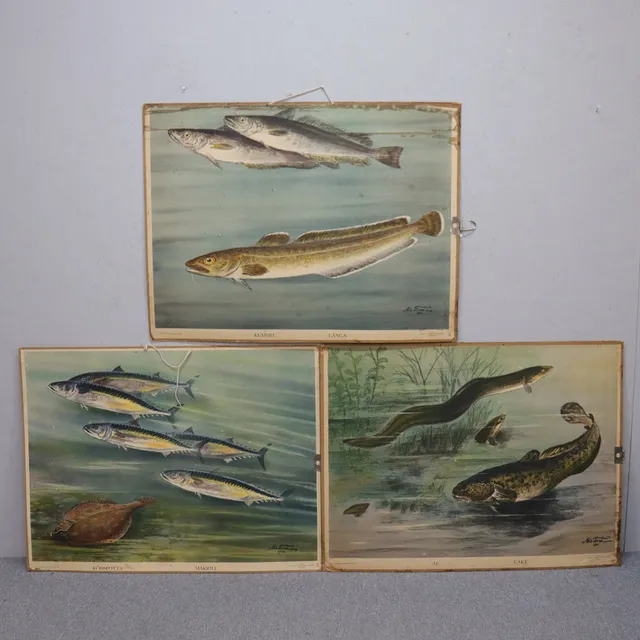 NILS TIRÉN. skolplanscher, Kummel, Långa, Rödspotta, Makrill, Ål och Lake, 1930-tal, 3 st.