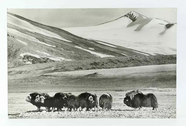SVEN GILLSÄTER. FOTOGRAFI, Myskoxar i fjällandskap, 1900-tal.