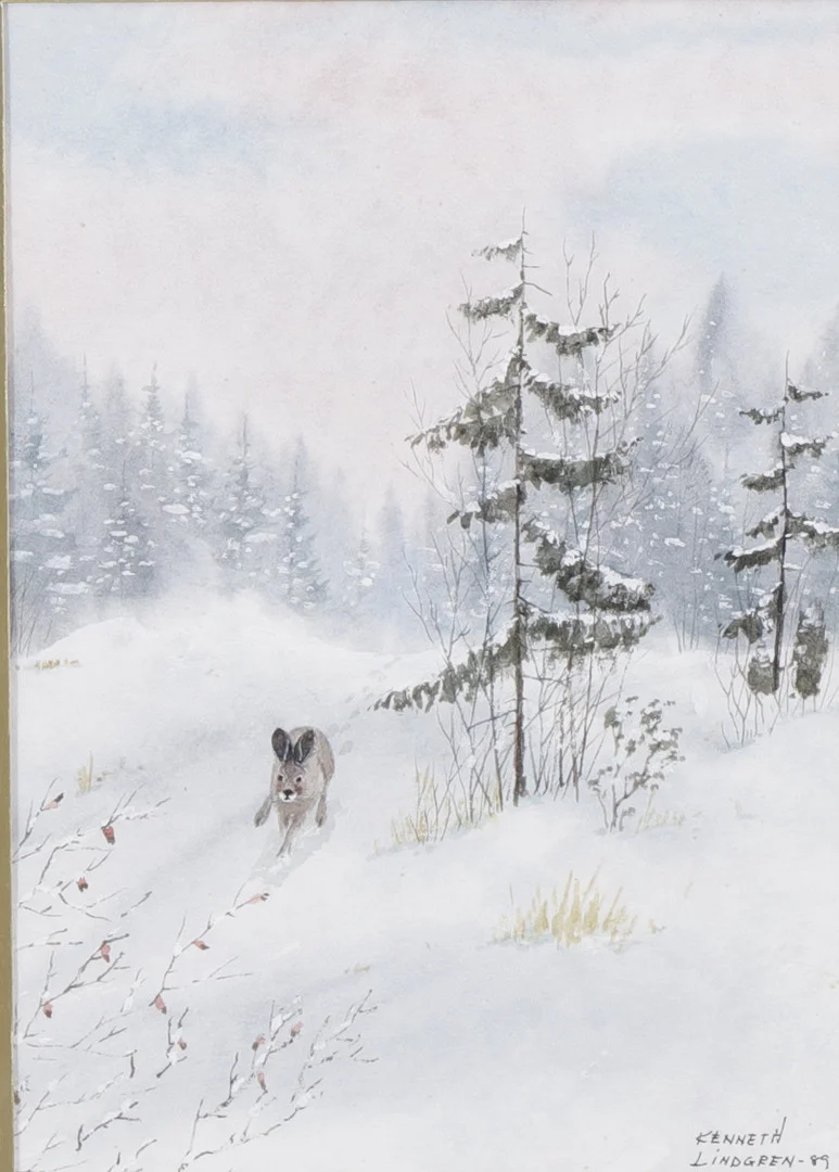KENNETH LINDGREN. Vinterhare, akvarell, signerad och daterad. — Paintings — Växjö Auktionskammare