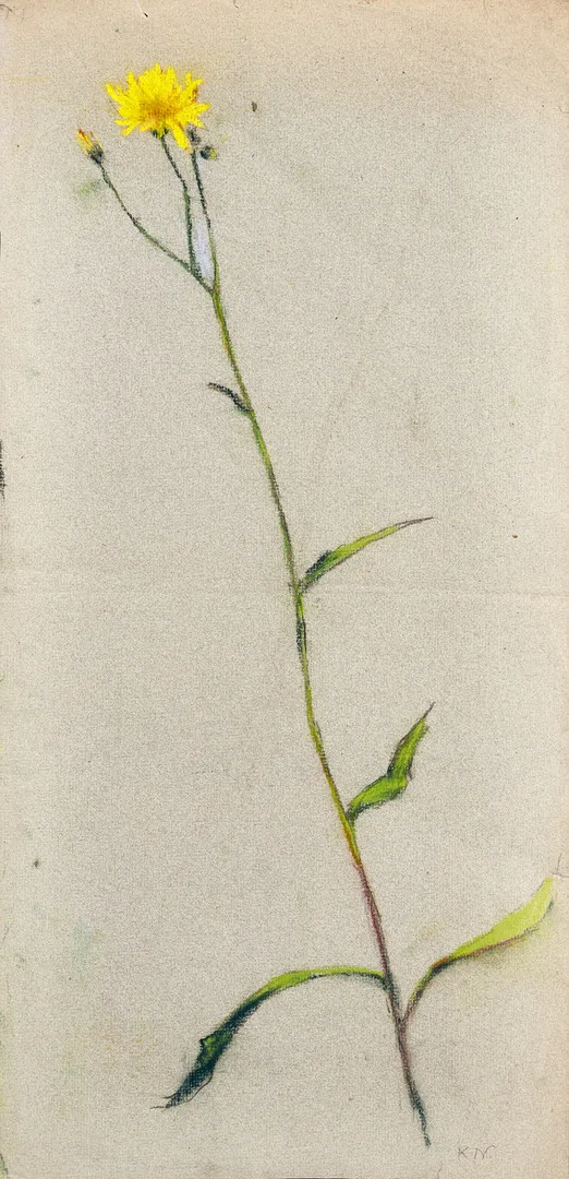 KARL NORDSTRÖM (Tjörn 1855-1923 Drottningholm). Studie av Ängshaverrot, signerad, pastell på blått papper.