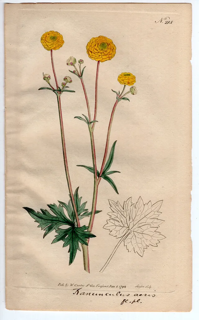 1793 WILLIAM CURTIS ORIGINAL BOTANICAL ENGRAVING #215 MEADOW BUTTERCUP.