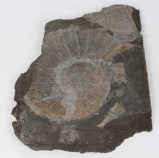 Forstenet ammonite skifer, Lytoceras Siemensi. Ca 180 mill år gammel.
