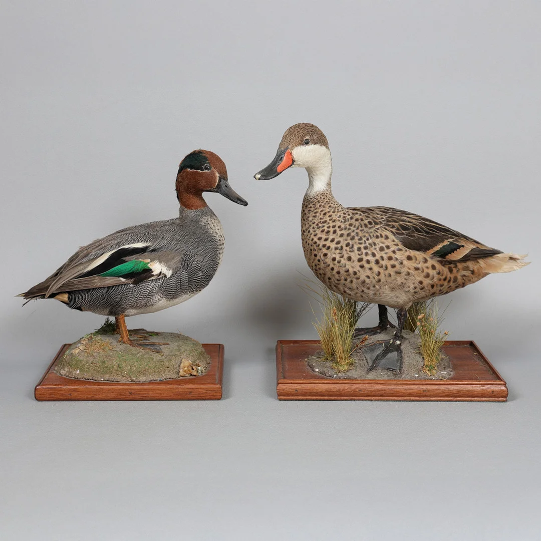 TAXIDERMY- EURASIAN TEAL (ANAS CRECCA), WHITE-CHEEKED PINTAIL (ANAS BAHAMENSIS) (2). — Sculptures & Bronzes — Bishop & Miller