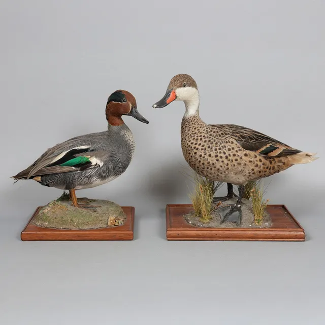 TAXIDERMY- EURASIAN TEAL (ANAS CRECCA), WHITE-CHEEKED PINTAIL (ANAS BAHAMENSIS) (2).