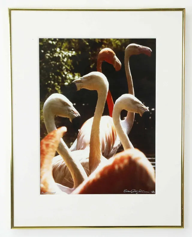 SVEN GILLSÄTER (1921–2001). Fotografi, "Flamingos", signerad och daterad -82.