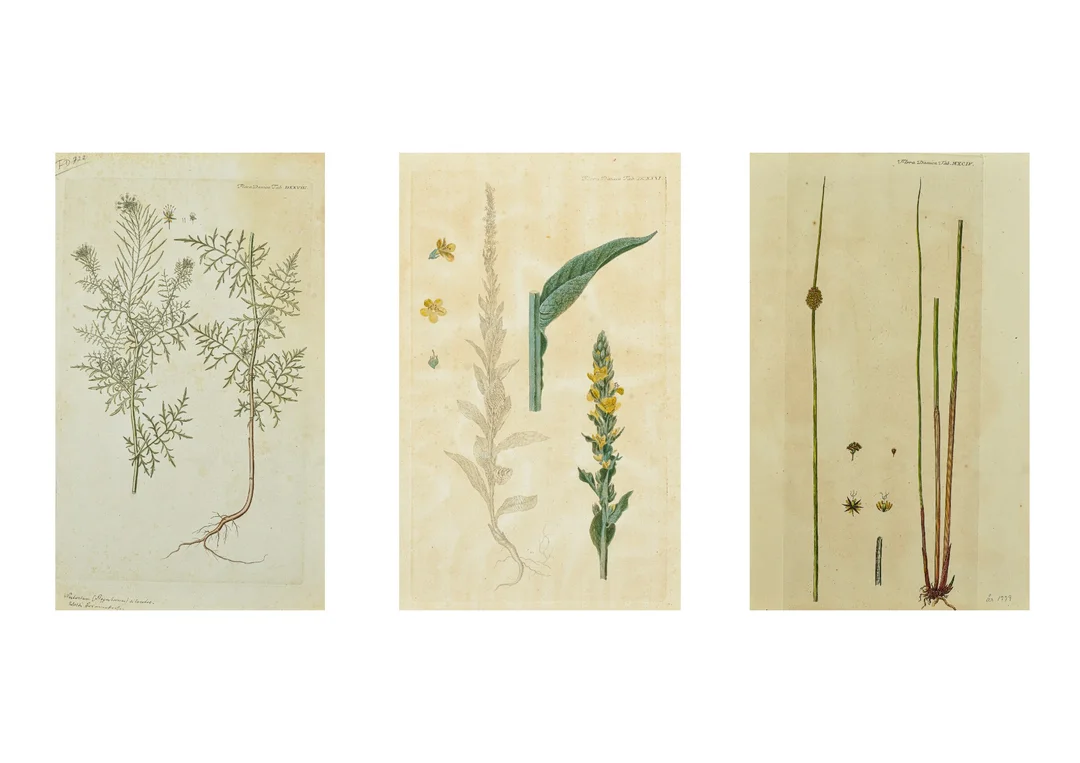 Flora Danica. Three hand-colored copperplate engravings (3) — Paintings and sculptures/Prints and photography — Lauritz
