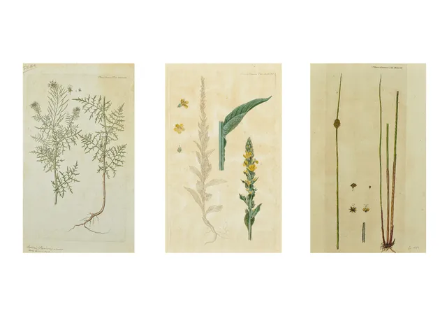 Flora Danica. Three hand-colored copperplate engravings (3)