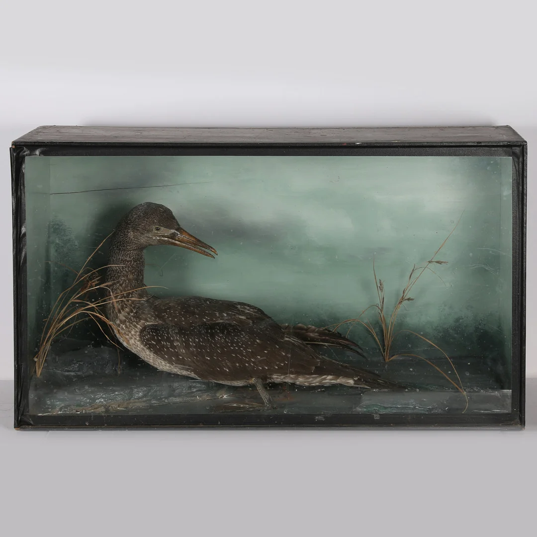TAXIDERMY NORTHERN DIVER. — Sculptures & Bronzes — Bishop & Miller