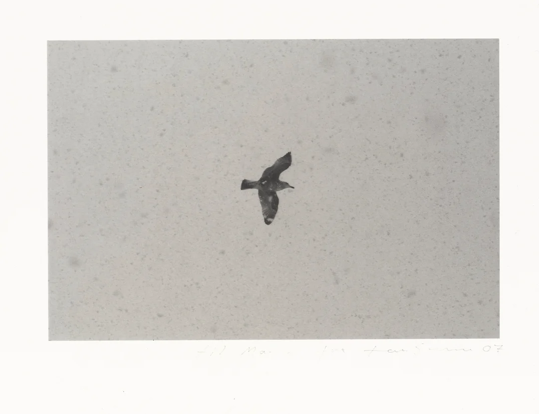 Sandberg, Tom — Uten tittel (fugl), 2007 — Kunst/Fotografi — Blomqvist