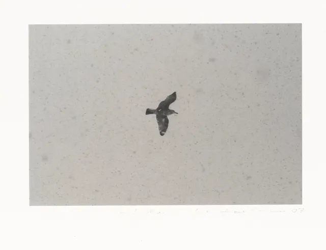 Sandberg, Tom — Uten tittel (fugl), 2007