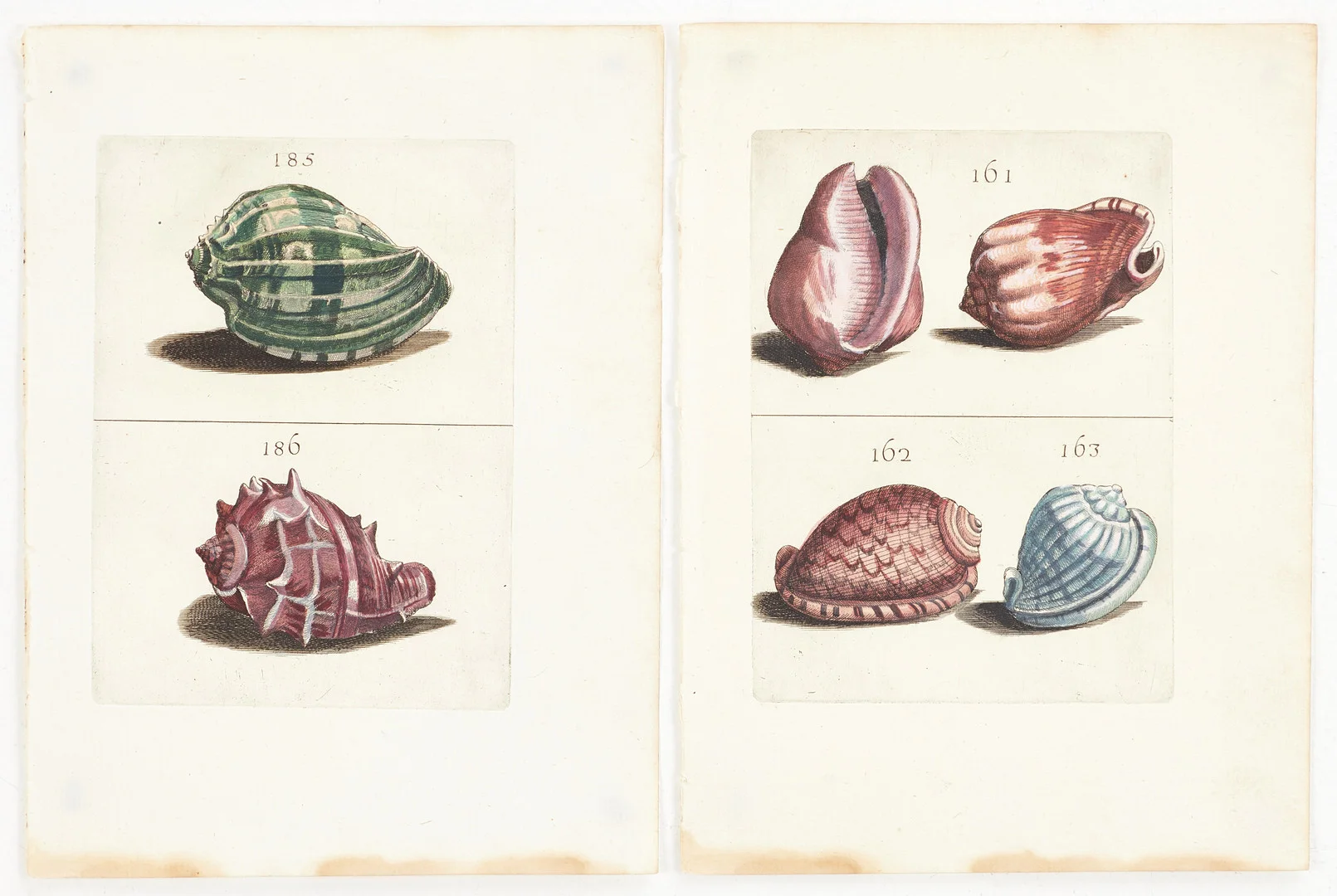 BONANNI, (2) illustrationer av snäckor, ur "Ricreatione dell' Occhio e della Mente nell' Osservationi delle Chioccole", 1681. — Other — Crafoord Auktioner Stockholm