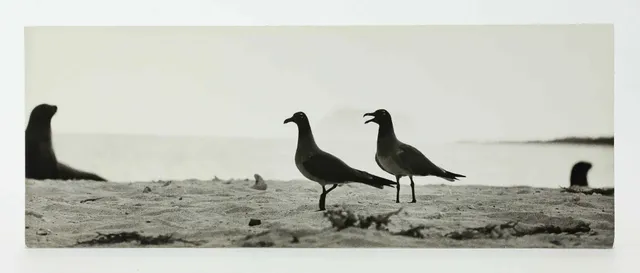 SVEN GILLSÄTER (1921-2001). Fotografi, Fågelpar på strand, signerad atergo, 1900-talets mitt.