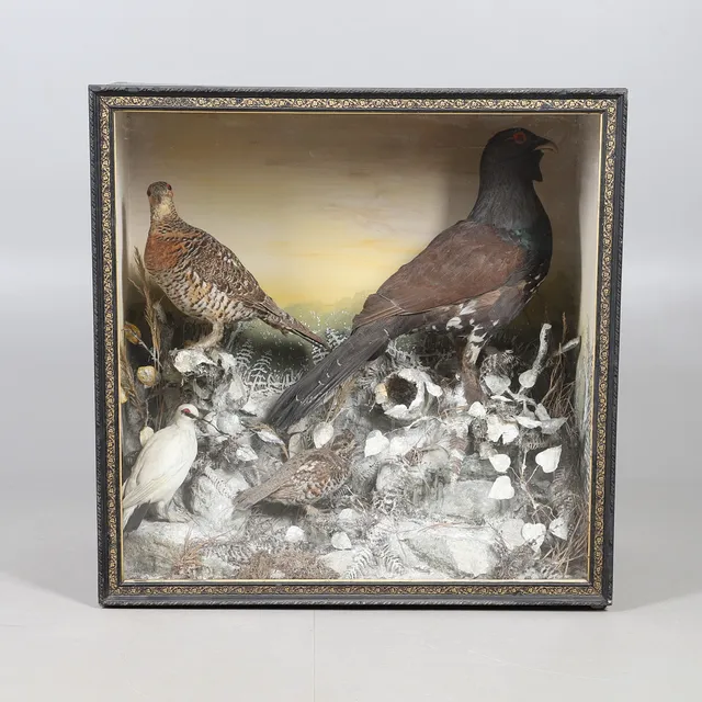 TAXIDERMY - CAPERCAILLIE & OTHER BIRDS.