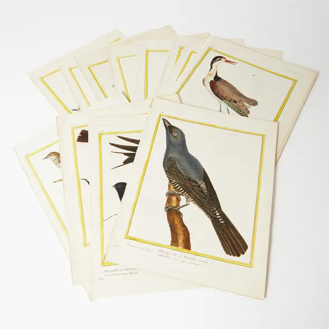FÅGELPLANSCHER (25), handkolorerade graverade fågelplanscher, Martinet, ur Buffon, Histoire Naturelle des Oiseaux. I-X. Paris, 1770-1786.