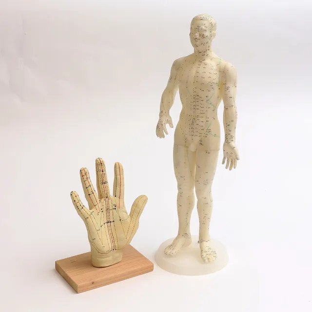 ANATOMISK MODELLER, för akupunktur, 19/2000-tal.