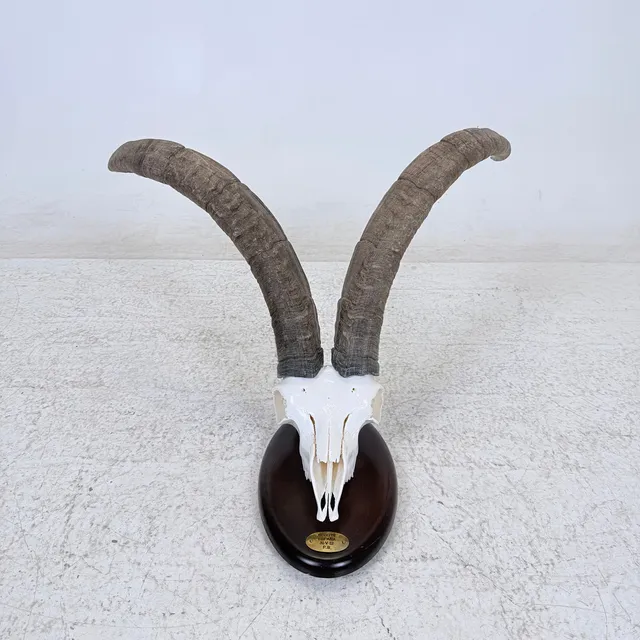 JAKTTROFÉ, bock.