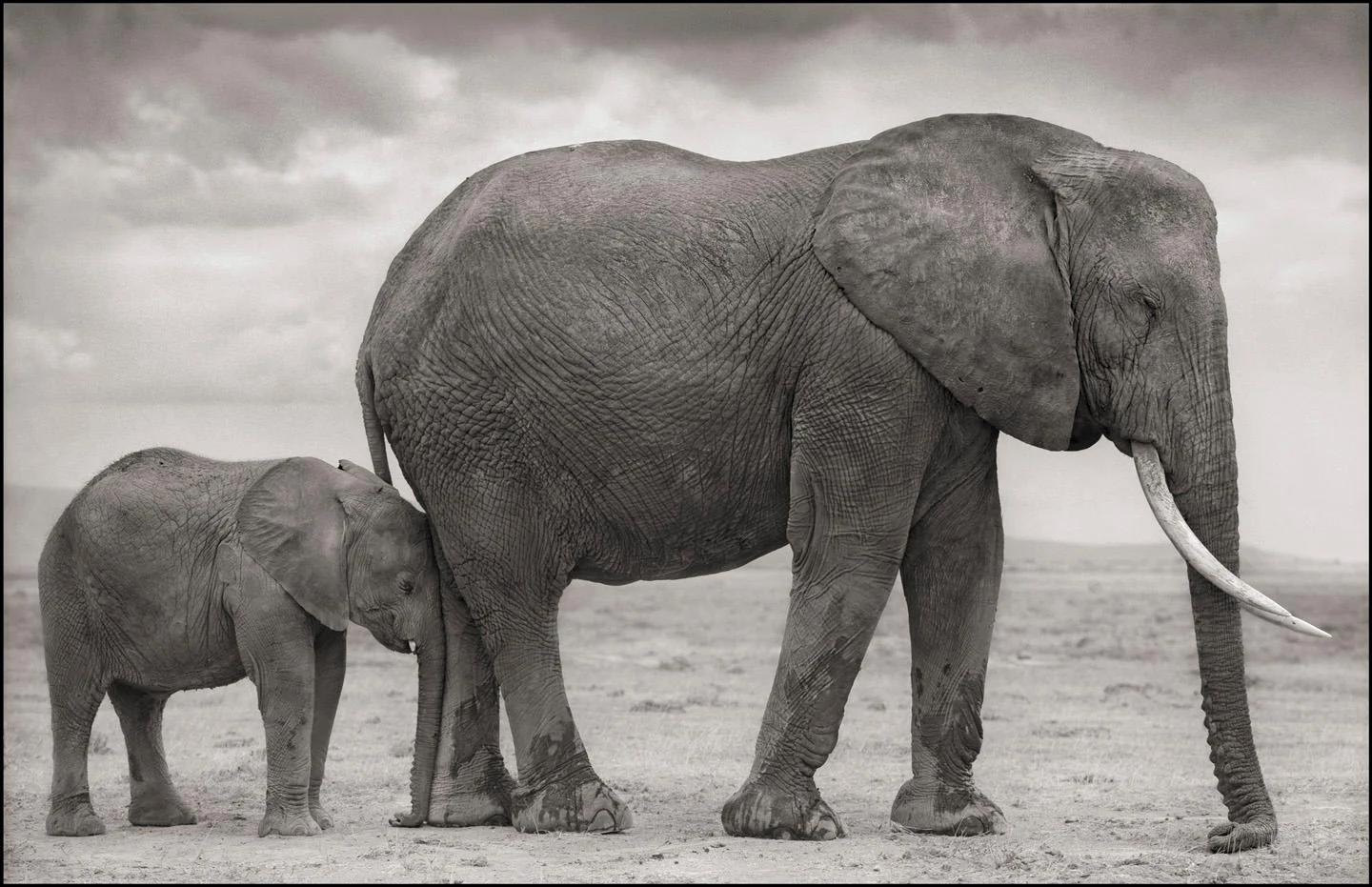 Nick Brandt, "Elephant Mother with Baby at Leg, Amboseli", 2012. — Bukowskis