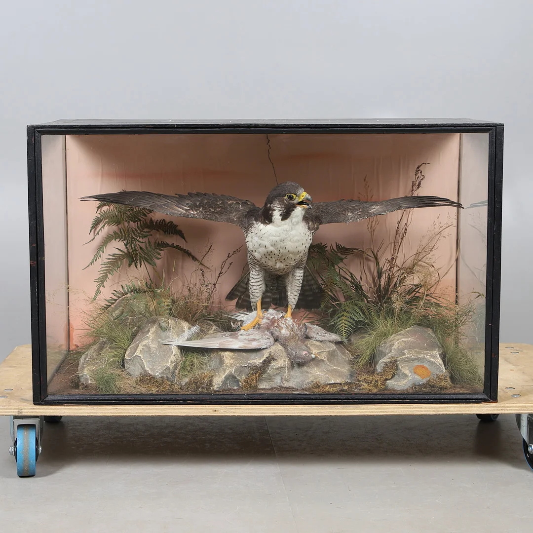 TAXIDERMY - PEREGRINE FALCON. — Miscellaneous — Lawrences Auctioneers