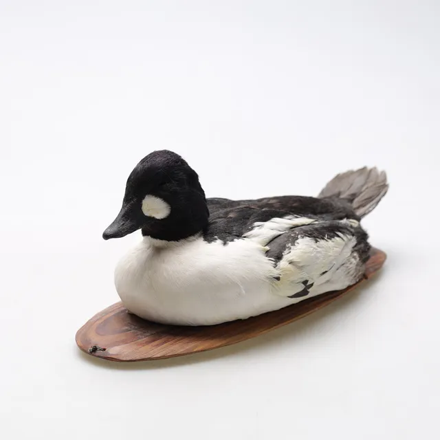 TAXIDERMI, vette, 1900-tal.