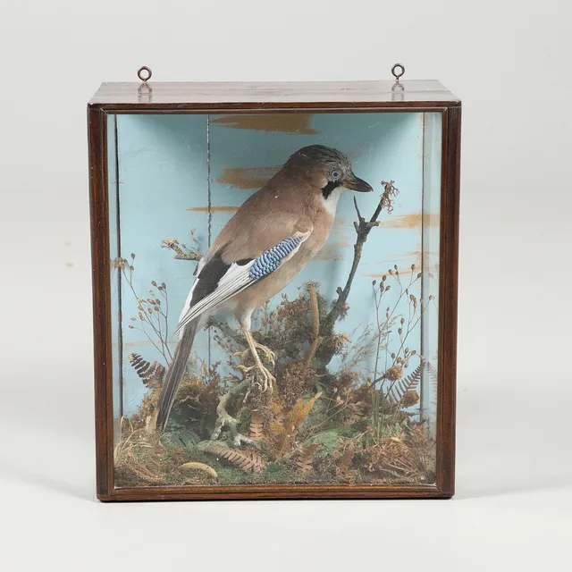 TAXIDERMY - CASED JAY.