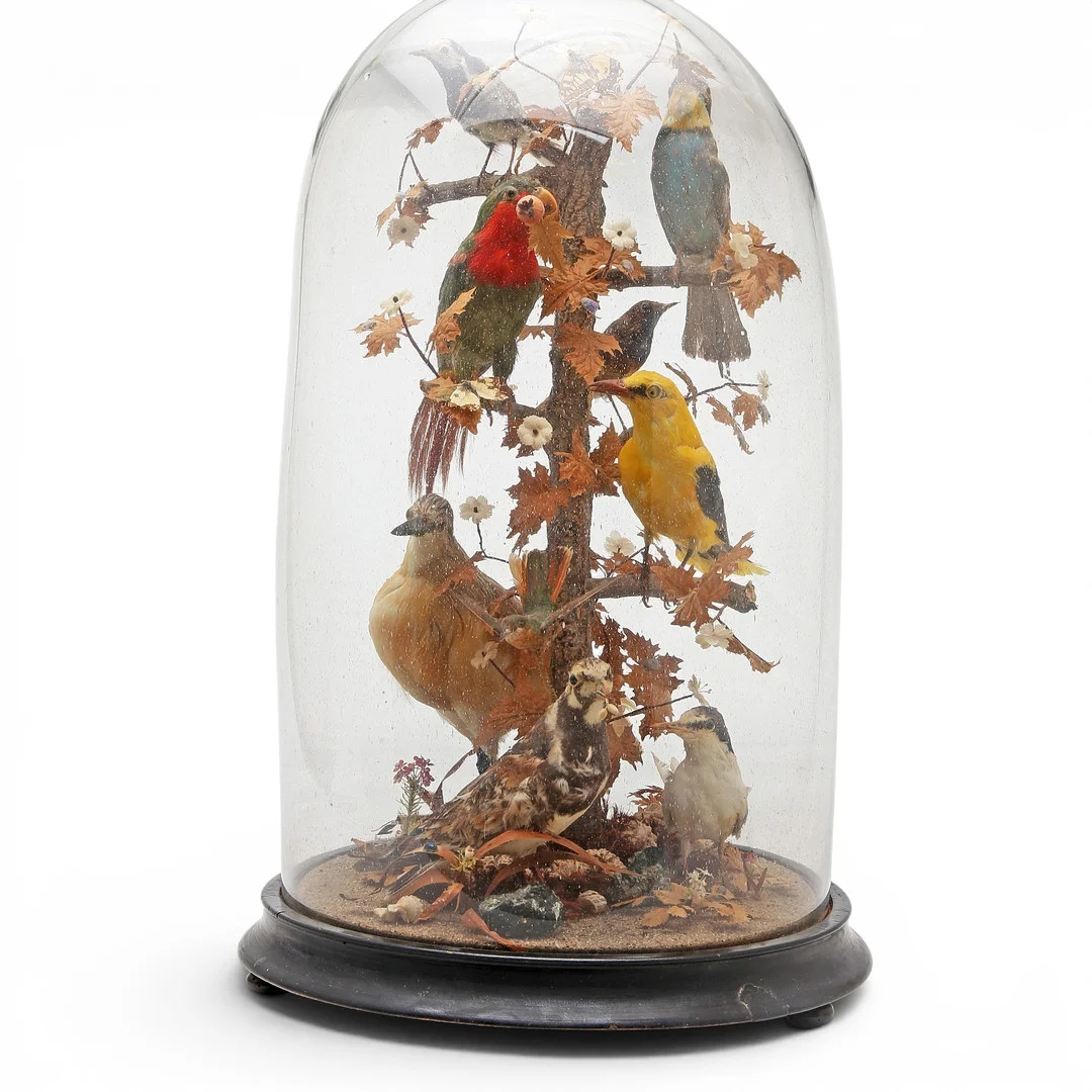 Victorian composition of taxidermy birds, butterflies and insects with glass dome, 19th century. — Sculptures & Bronzes — Balclis