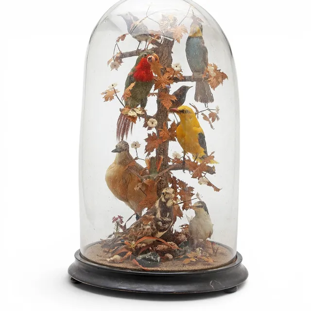 Victorian composition of taxidermy birds, butterflies and insects with glass dome, 19th century.