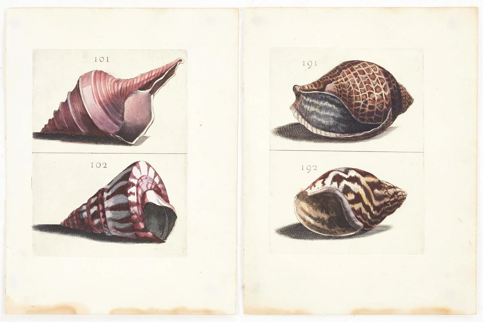 BONANNI, (2) illustrationer av snäckor, ur "Ricreatione dell' Occhio e della Mente nell' Osservationi delle Chioccole", 1681. — Other — Crafoord Auktioner Stockholm