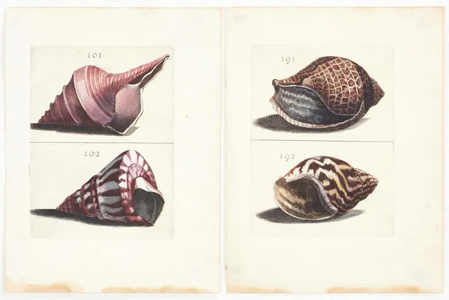 BONANNI, (2) illustrationer av snäckor, ur "Ricreatione dell' Occhio e della Mente nell' Osservationi delle Chioccole", 1681.
