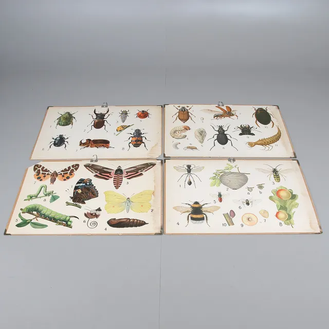 SKOLPLANSCHER, 4 st, insekter, 1900-tal.