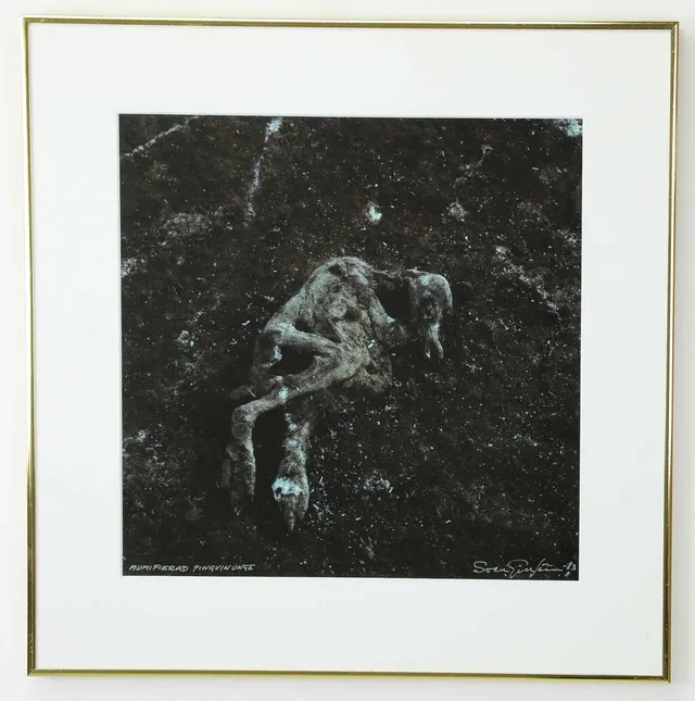 SVEN GILLSÄTER (1921–2001). fotografi, "Mumifierad pingvinunge", signerad, daterad 83.