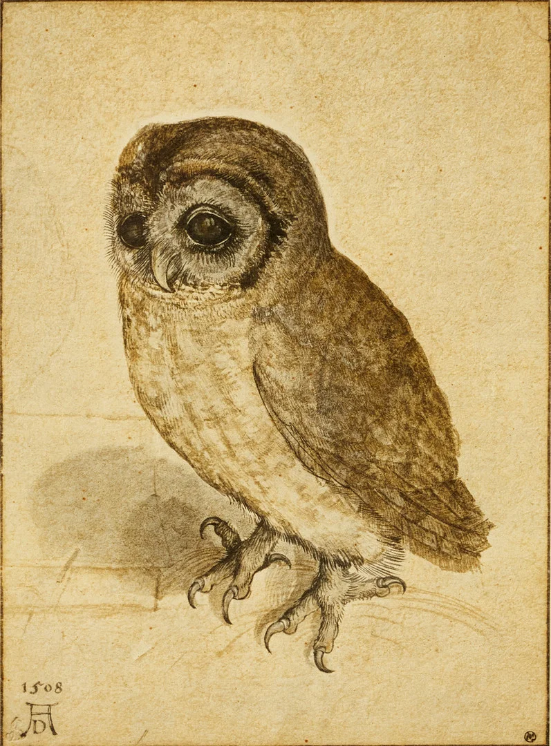 ALBRECHT DÜRER (1471–1528). EFTER. Uggla, färgreproduktion. — Engravings & Prints — Crafoord Auktioner Stockholm