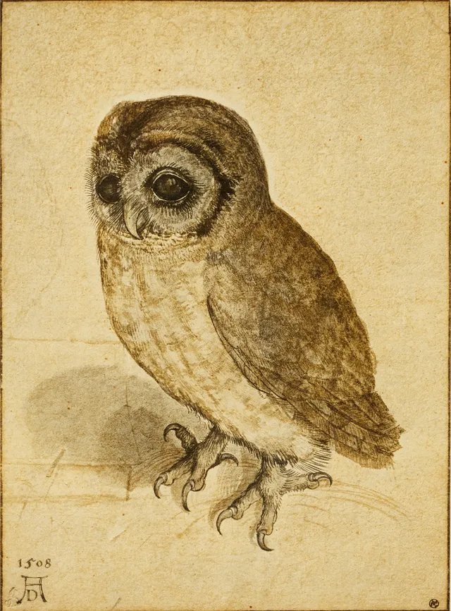 ALBRECHT DÜRER (1471–1528). EFTER. Uggla, färgreproduktion.