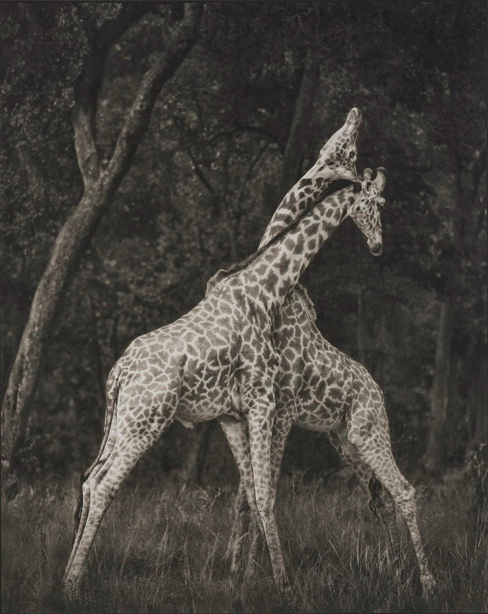 Nick Brandt, "Giraffes Battling in Forest, Masai Mara, 2008". — Bukowskis