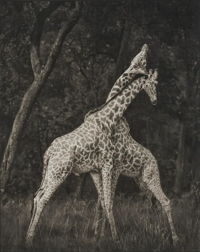 Nick Brandt, "Giraffes Battling in Forest, Masai Mara, 2008".