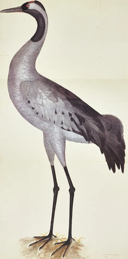 OLOF RUDBECK DY. "Trana (Arda Grus)", ur mappen ”Portföljen”, 1988, Faksimil.