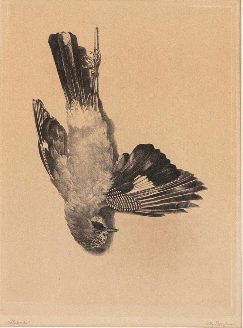 STIG BORGLIND. Nötskrika" . torrnålsetsning. signerad. — Engravings & Prints — Auktionshuset Kolonn