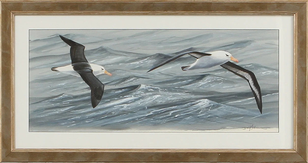 DAG PETERSON. Svartbrynad albatross. Akvarell, signerad och daterad -04. — Paintings — Göteborgs Auktionsverk