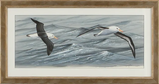 DAG PETERSON. Svartbrynad albatross. Akvarell, signerad och daterad -04.