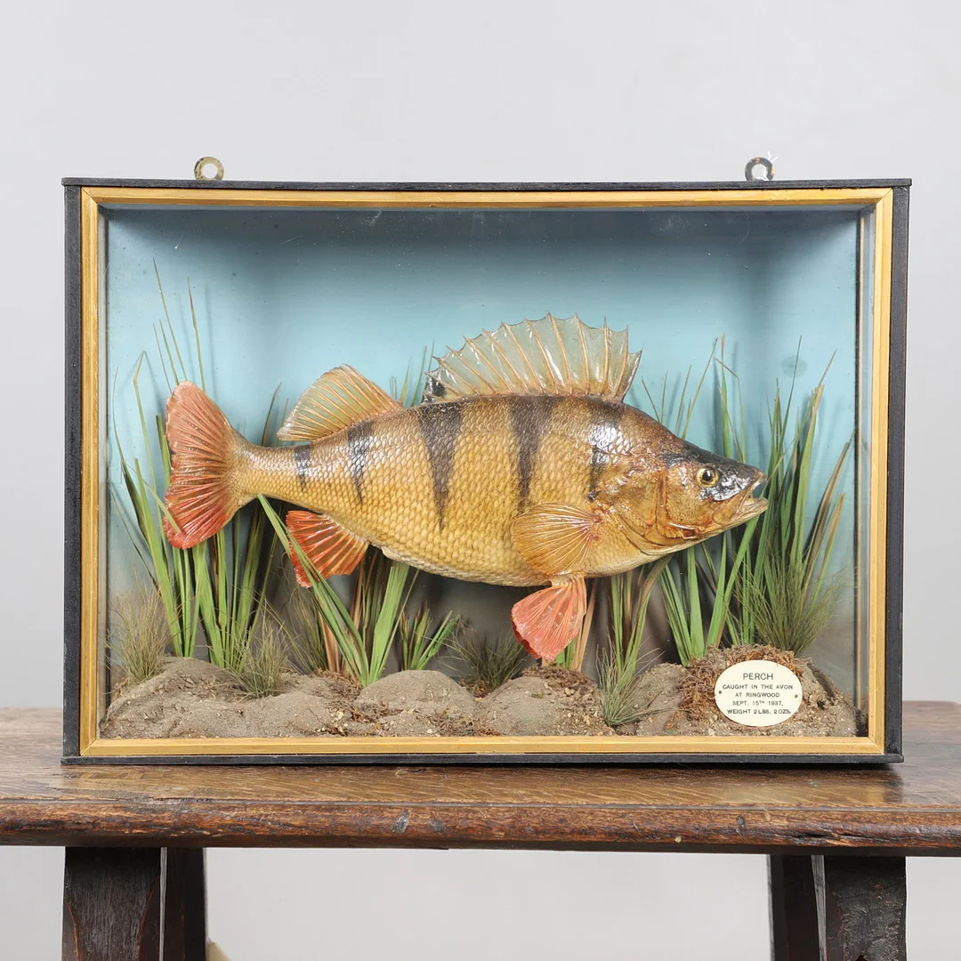 TAXIDERMY - A CASED PERCH. — Miscellaneous — Lawrences Auctioneers