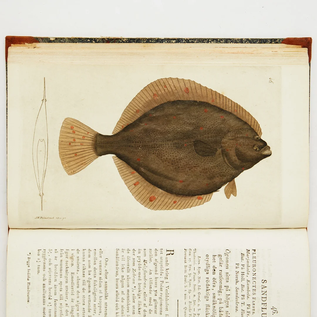 Zoological plates by Quensel and Swartz 4 volumes. — Books, Maps & Manuscripts — Stockholms Auktionsverk Fine Art